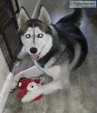 Young Husky
