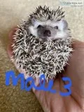 Hedgehog Babies