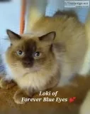 Ragdoll kittens coming in February