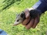 Leading Possum Control and Removal Services in Ottawa