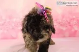 Kallie AKC Mini Poodle