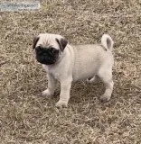 Pug Puppies