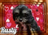 Rusty Male Cavapoo