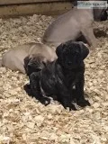 English Mastiff Female AKC