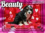 Beauty Female Cavapoo