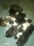 Mixed Pitts Puppies