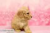 Margot AKC Mini Poodle