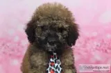 Graham AKC Mini Poodle