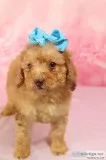 Winnie AKC Mini Poodle