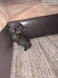 miniature schnauzers