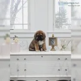 St. Bernard Newfoundland