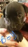 Pure PitBully puppies
