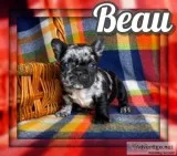 Beau Male French Bulldog