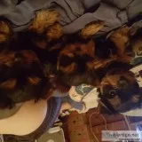 Registered Yorkies