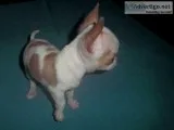 Tiny Apple Head Chihuahua Male