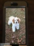 Aka registered American Cocker spaniel puppies