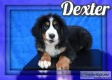 Dexter Male Bernese Mountain Dog