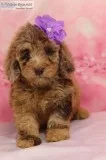 Addie AKC Mini Poodle