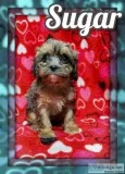 Sugar Female Cavapoo
