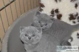 Pedigrees Blue British Shorthair  CatsKittens450