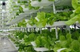 Best Vertical Farming Companies in India