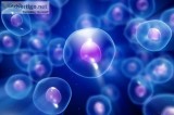 Stem Cells Treat Hip Disorders