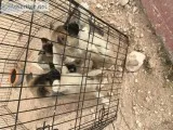 3 Akita puppies
