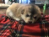 Mini pomsky