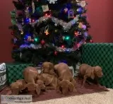 Vizsla puppies