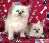 Valentine Male Siamese cats active