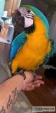 M9(0) Blue and Gold Male Macaw Bird