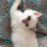 Cute exotic shorthair kittens