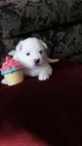 miniature American Eskimo