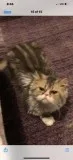 Persian male cat