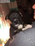 Half Dutch Half Australian Shepherd Puppies