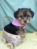 Yorkie Female Delorean