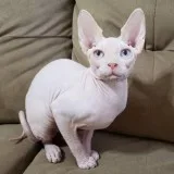 Sphynx pinkwhite kitten with blue eyes