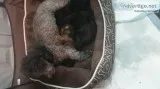 Adorable Yorkie-poos puppies