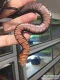Eastern Indigo snakes for sale
