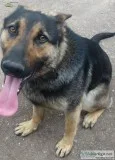 CKC Registered Male German Shepherd