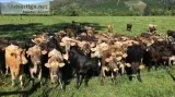 Brown Swiss (Braunvieh) Open Heifers and Bred Cows