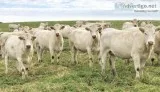 Bred Charolais Cows and Open heifers