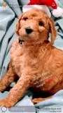 Goldendoodles