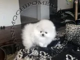AKC White Male Pomeranian