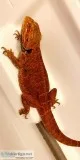 Bearded Dragons