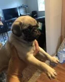Fawn male pug puppy