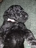 Double Doodle Puppies