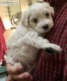 Two purebred Maltese male puppies