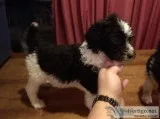 Standard poodle puppies