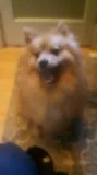 standard size Pomeranian